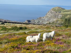 Lleyn Coastal path