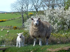 Lambing at Cae Garw