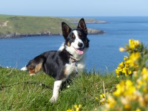 Fflei - my faithful coastal walking companion!