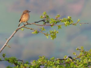 Garnfadryn -Wheatear