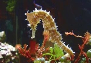 Anglesey Sea Zoo - Lleyn Holidays